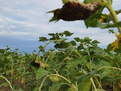 -汉长安城未央宫国家考古遗址公园