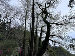 -天目山大树王景区