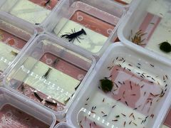 -中环花鸟鱼虫市场