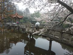 -武汉大学-樱园