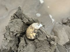 -启东黄金海滩景区