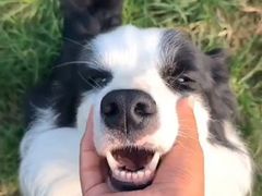 -趣玩宠物乐园寄养训犬训狗游泳池