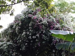 -深圳国际园林花卉博览园