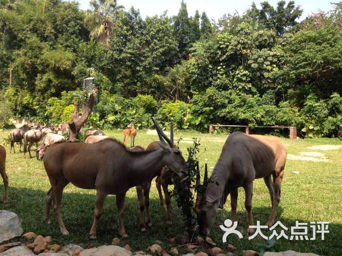 廣州長隆野生動物世界圖片 - 第22張