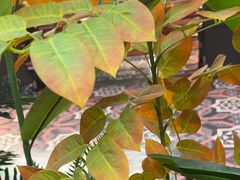 -云海肴·汽锅鸡·云南代表菜(天山百盛优客店)