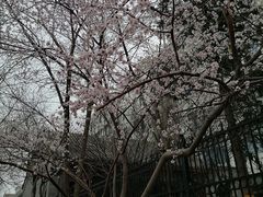 -北京师范大学附属中学