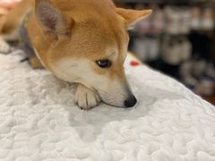 -逗柴咖啡屋·狗咖猫咖宠物桌游
