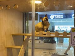 -爪爪喵星球·猫舍(前海卓越店)