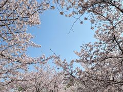 -顾村公园