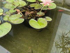 -蘇河湾·新鲁菜·泰山宴(泰山店)
