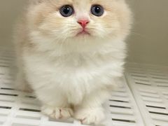 -lincat·猫舍(广州店)