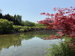 -嘉定紫藤园