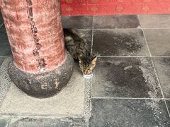 -龙华素斋(龙华路店)