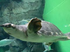 -上海海洋水族馆