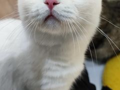 -COLOR PETS 撸猫馆·购猫·猫咖(长风大悦城店)