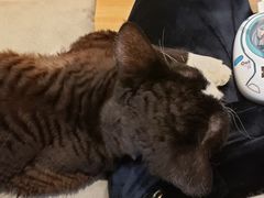 -啵啵喵·猫咖(攀华国际店)