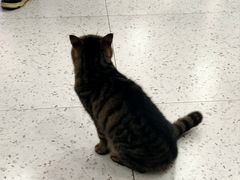 -喵园·猫主题咖啡厅·撸猫·猫咖(国贸店)