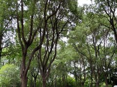 -昆山城市生态森林公园