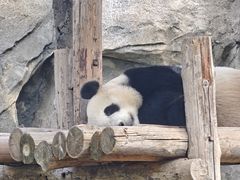 -上海野生动物园