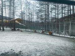 -横道河子东北虎林园