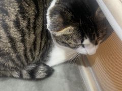 -四月宠物医院·猫专科·心脏专科·内科(转塘店)