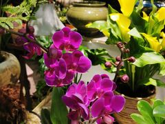-花鸟鱼虫鲜花绿植市场(玉泉路店)
