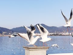 -海埂大坝