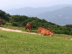 -大姆山草场
