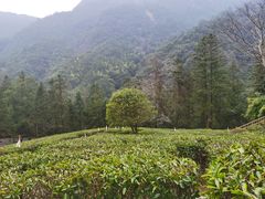 -姑婆山旅游区