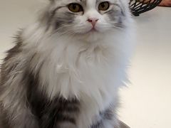 -飞行喵MR PILOT|猫舍·猫咖(静安大融城店)