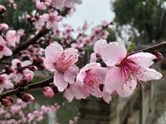 -南汇桃花村