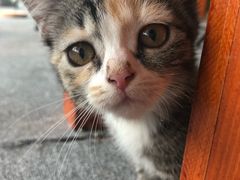 -喵店&猫咖