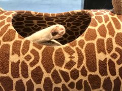 -小尾巴宠物店(万科·金域华庭店)