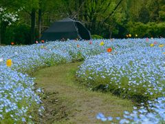 -上海滨江森林公园