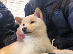 -南京Hallo宠物乐园·哈罗犬舍·柴犬繁育基地