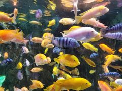 -太平洋海底世界