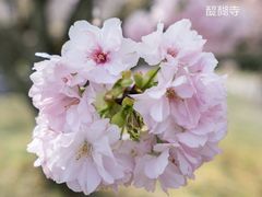 樱花-醍醐寺