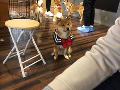 -豆柴町-柴犬主题狗咖(红鼎国际C座店)
