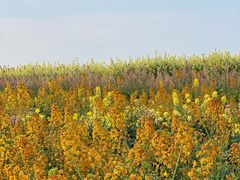 -中国天府农业博览园