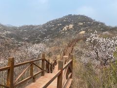 -大岭沟猕猴桃谷风景区