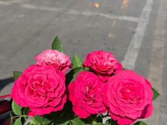 -花鸟鱼虫鲜花绿植市场(玉泉路店)