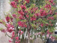 iphone_upload_pic-南汇桃花村