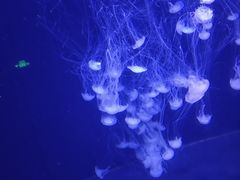 -青岛海底世界-水族馆