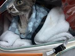 -PETKIT小佩宠物·低压洗护(国顺东路店)