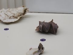 -青岛贝壳博物馆