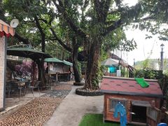 -柴犬高等学院·狗咖·柴犬售卖·宠物训练