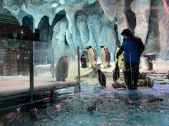 -帝企鹅自助餐厅•儿童岛•真企鹅(长隆企鹅酒店)