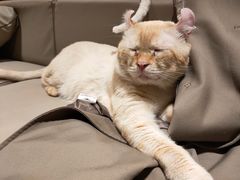 -猫腻·猫咖·撸猫馆(星光大道店)