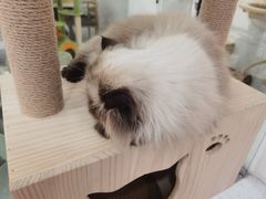 -喵园·猫主题咖啡厅·撸猫·猫咖(国贸店)