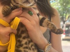 -瑞派康怡24h宠物医院·犬猫医疗中心·微创绝育(瑞景分院)